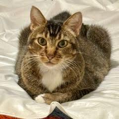 Smitty, Adoptable, Adult Male Tabby.