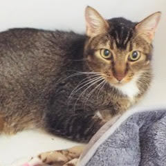 Smitty, a Adoptable Tabby in Green Valley, AZ image 2/11