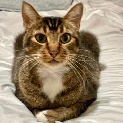 Smitty, a Adoptable Tabby in Green Valley, AZ image 3/11