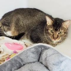 Smitty, a Adoptable Tabby in Green Valley, AZ image 4/11