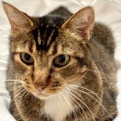 Smitty, a Adoptable Tabby in Green Valley, AZ image 5/11