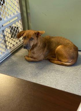 Enlarge Ginny, a Adopted mixed breed in fayetteville, NC image 1/1
