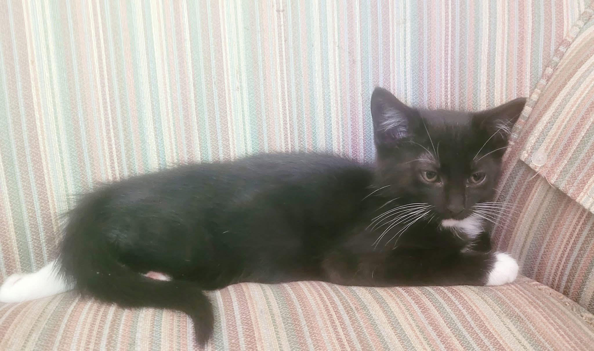 Catnap