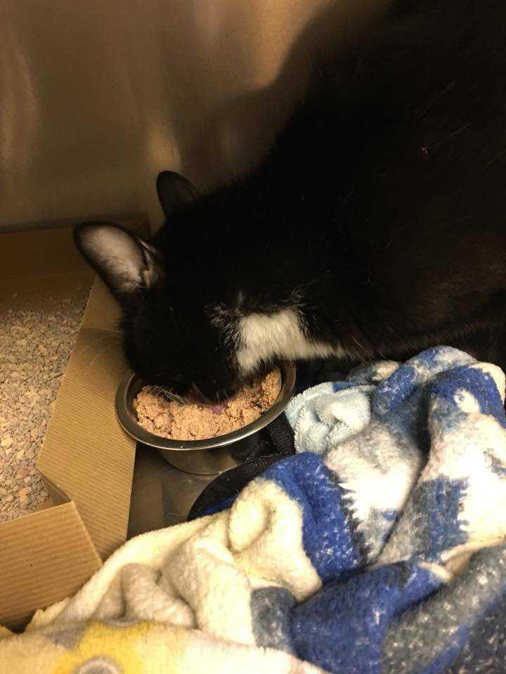 Enlarge Batty, a Adopted Domestic Short Hair in Bellevue, NE image 1/2