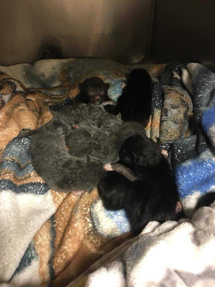 Enlarge Batty, a Adopted Domestic Short Hair in Bellevue, NE image 2/2