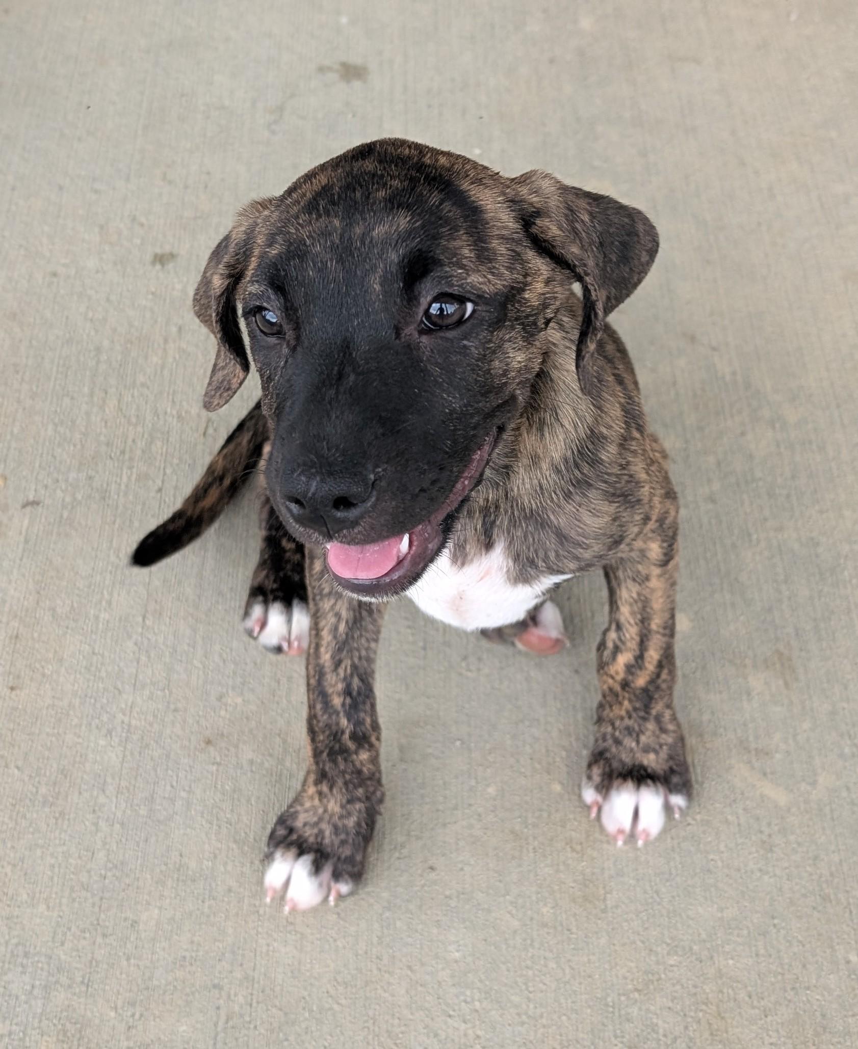 Speckles, Adoptable, Puppy Female Plott Hound & Hound.