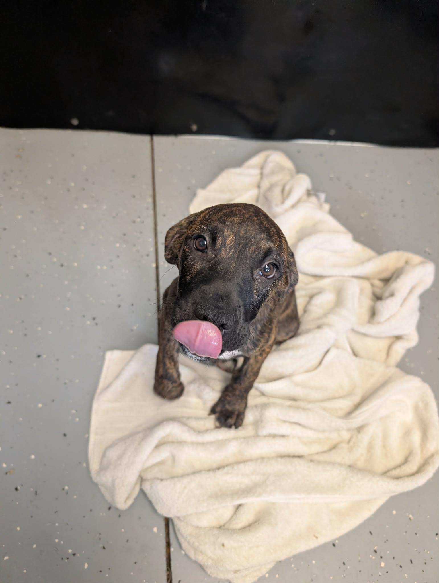 Enlarge Speckles, a Adoptable mixed breed in Plain City, OH image 2/4