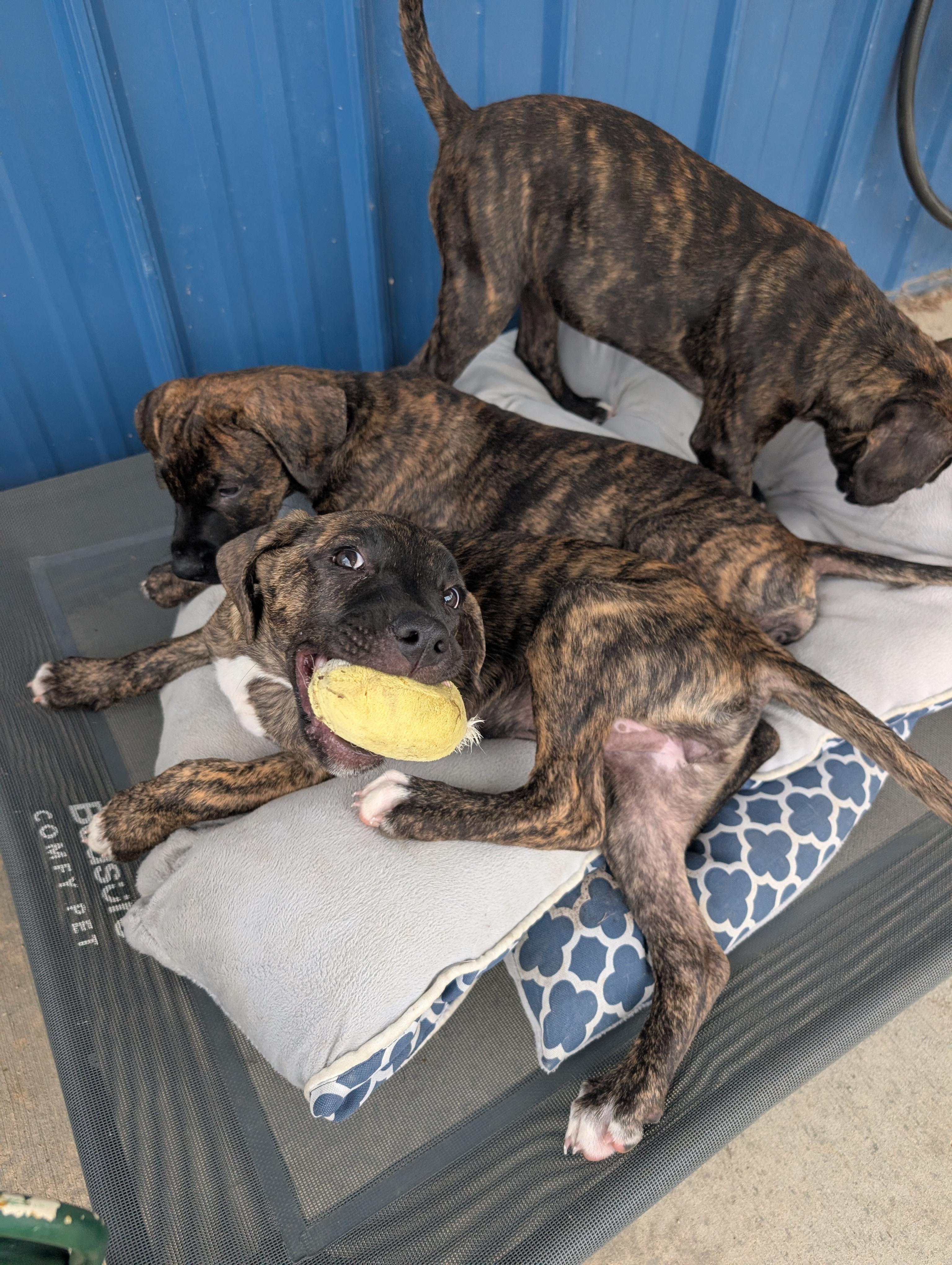Enlarge Speckles, a Adoptable mixed breed in Plain City, OH image 3/4