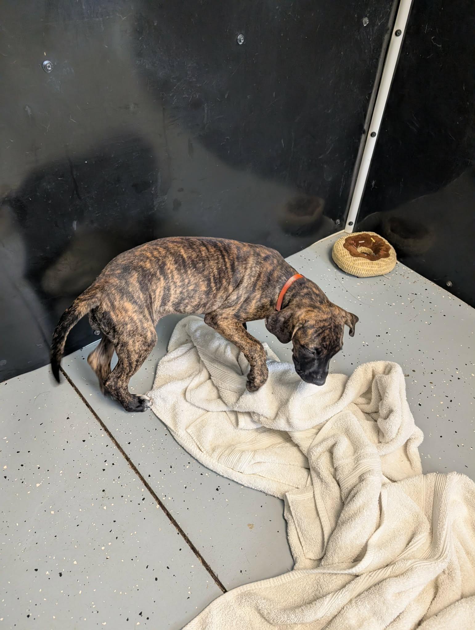 Enlarge Speckles, a Adoptable mixed breed in Plain City, OH image 4/4
