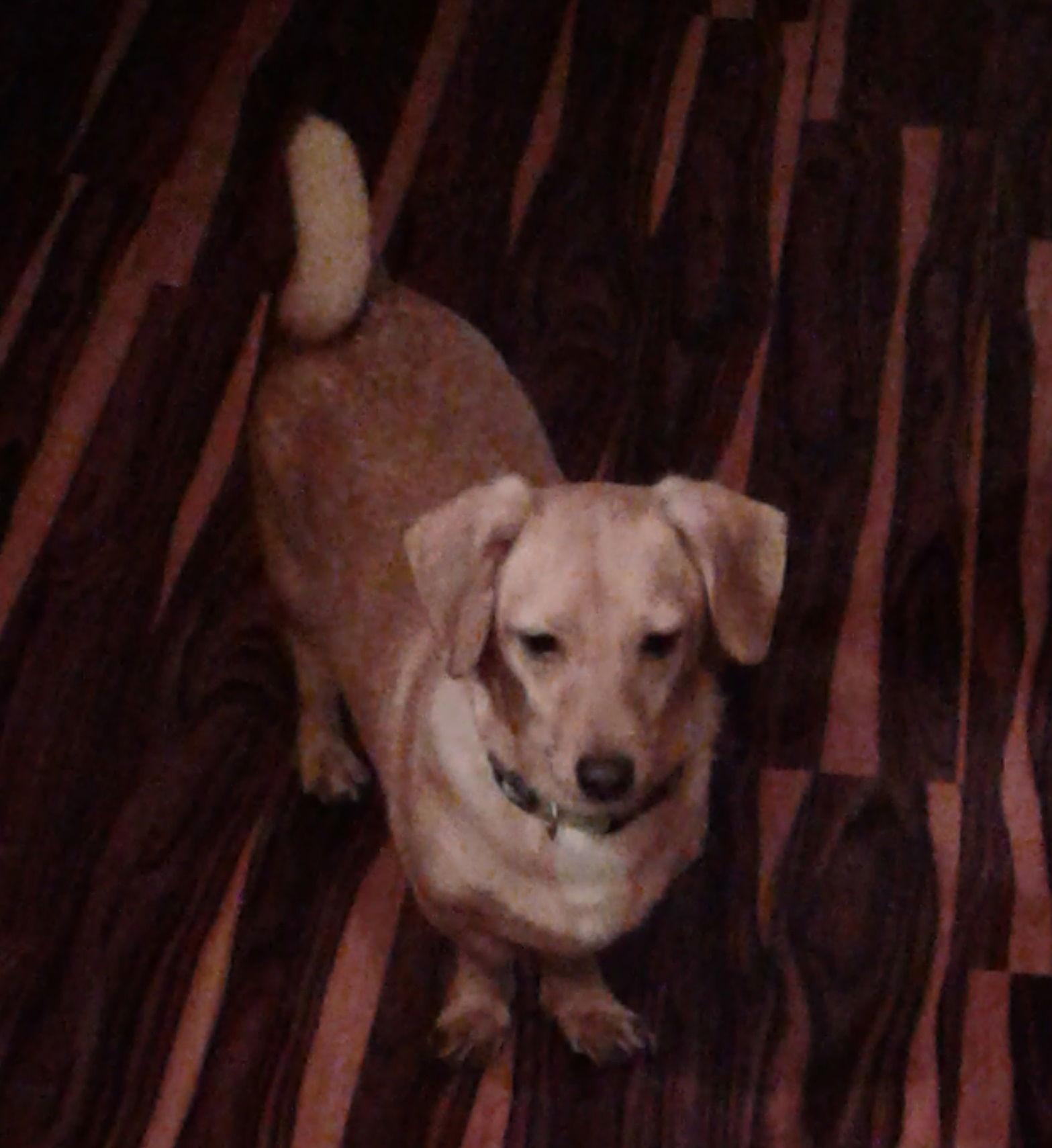 Buddy, a Adopted Dachshund in Pearland, TX image 1/3