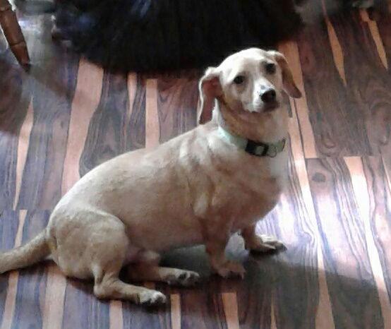 Buddy, a Adopted Dachshund in Pearland, TX image 2/3