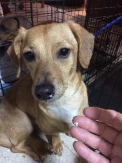 Buddy, a Adopted Dachshund in Pearland, TX image 3/3