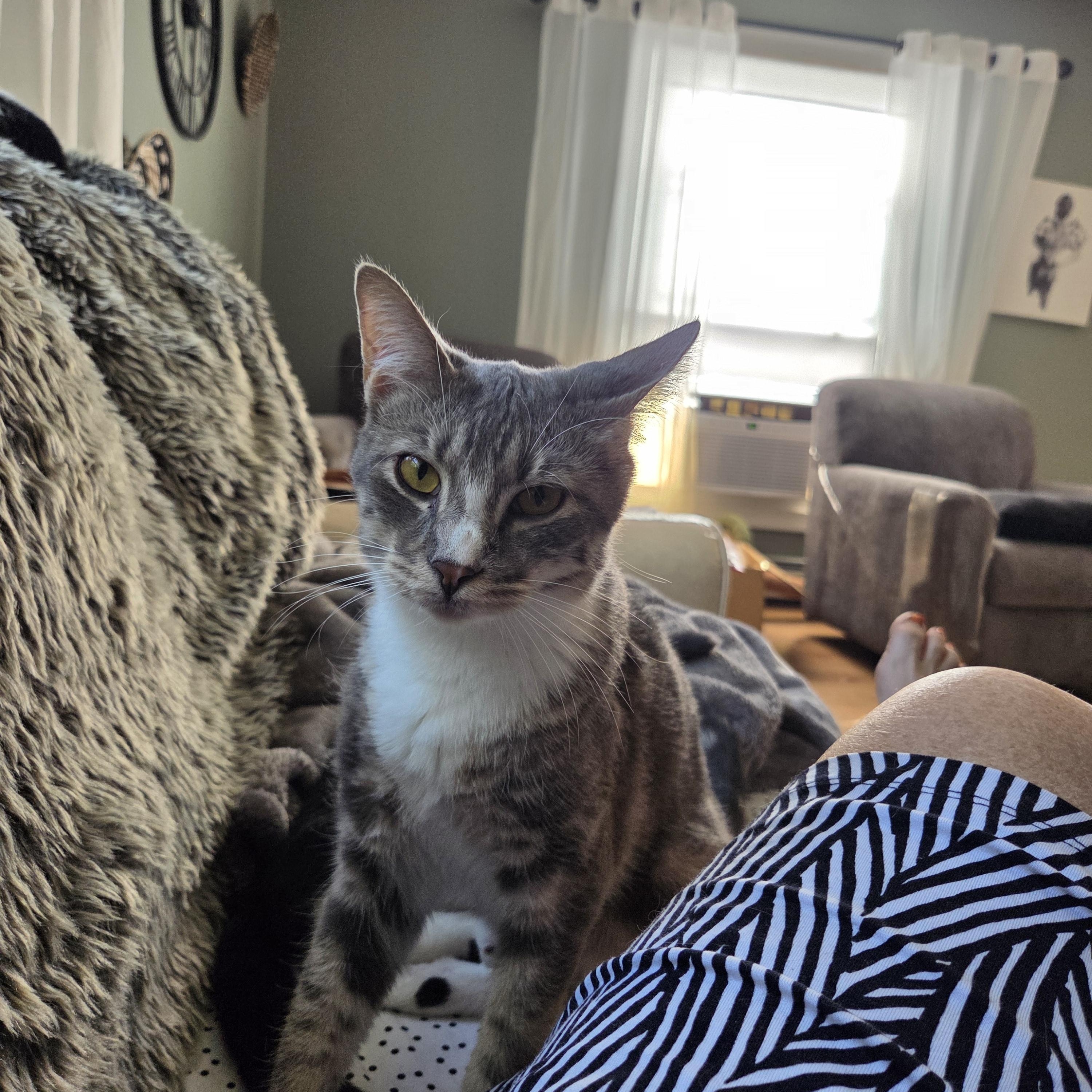 Achilles, Adoptable, Young Male Tabby.