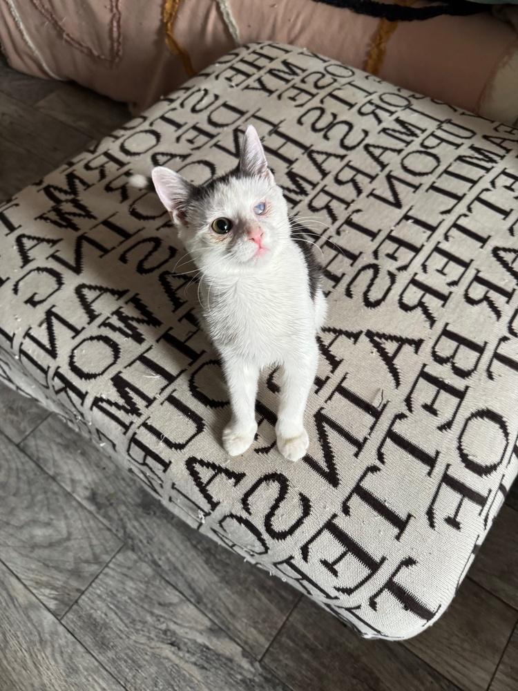 Skye, Adoptable, Kitten Female Domestic Short Hair.