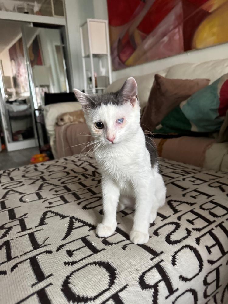 Enlarge Skye, a Adoptable mixed breed in New York, NY image 2/6