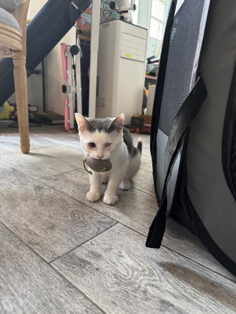 Enlarge Skye, a Adoptable mixed breed in New York, NY image 3/6