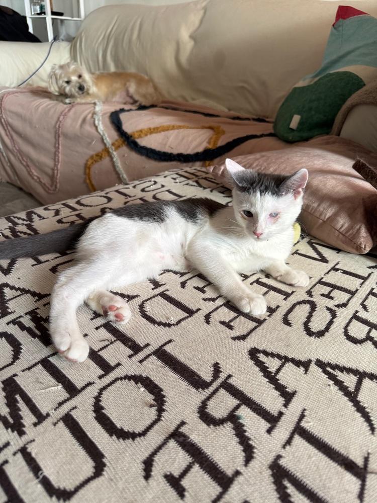 Enlarge Skye, a Adoptable mixed breed in New York, NY image 5/6