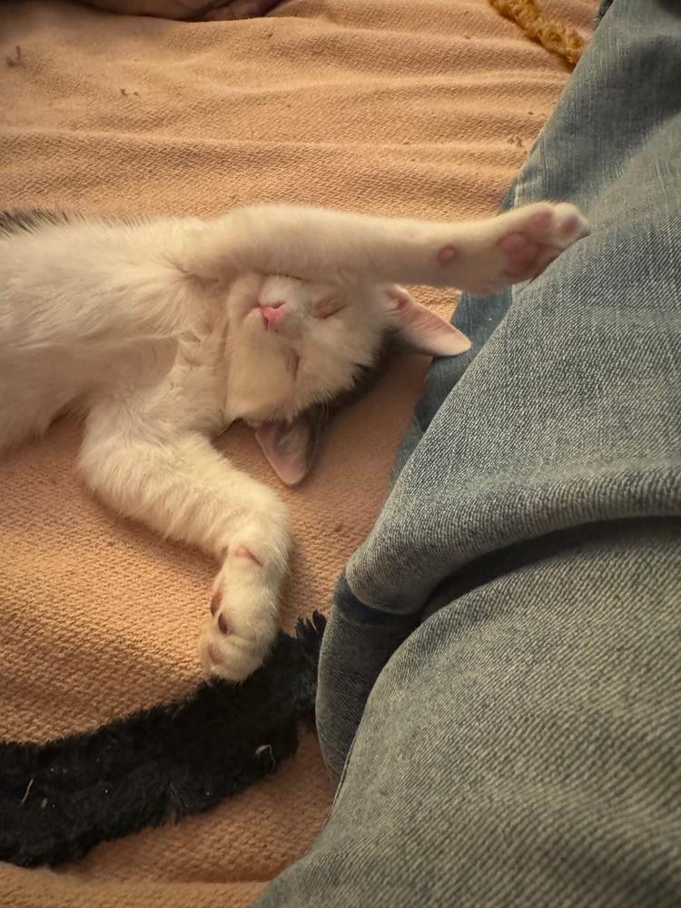 Enlarge Skye, a Adoptable mixed breed in New York, NY image 6/6