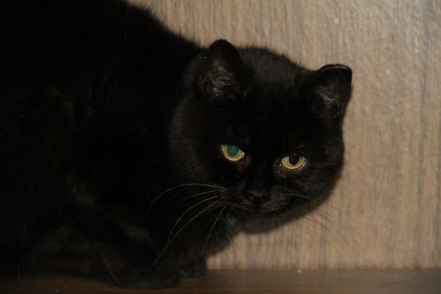 Alice, a Adoptable Domestic Short Hair in Fredericton, NB image 1/12