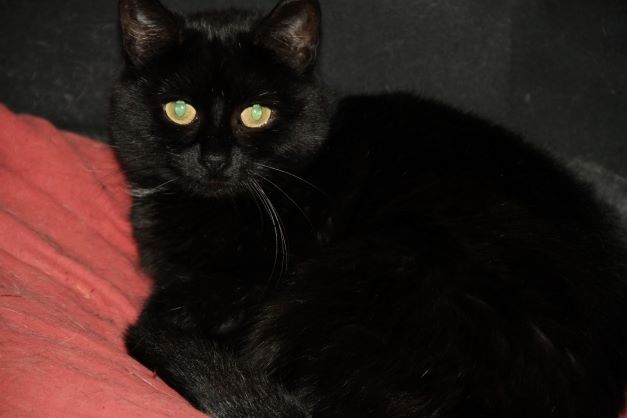 Alice, a Adoptable Domestic Short Hair in Fredericton, NB image 2/12