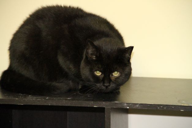 Alice, a Adoptable Domestic Short Hair in Fredericton, NB image 3/12