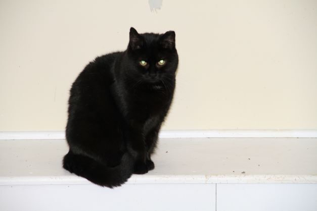 Alice, a Adoptable Domestic Short Hair in Fredericton, NB image 4/12