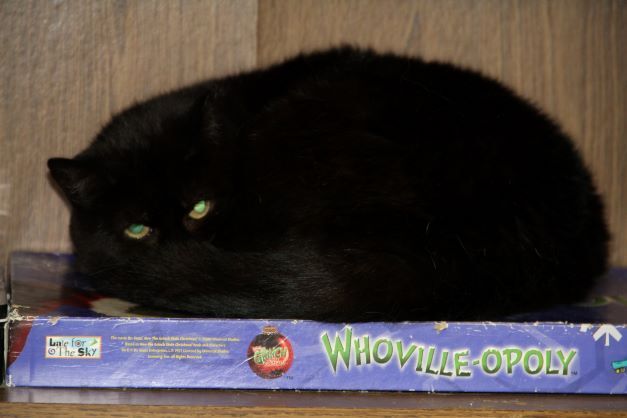 Alice, a Adoptable Domestic Short Hair in Fredericton, NB image 5/12