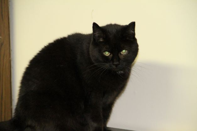 Alice, a Adoptable Domestic Short Hair in Fredericton, NB image 6/12