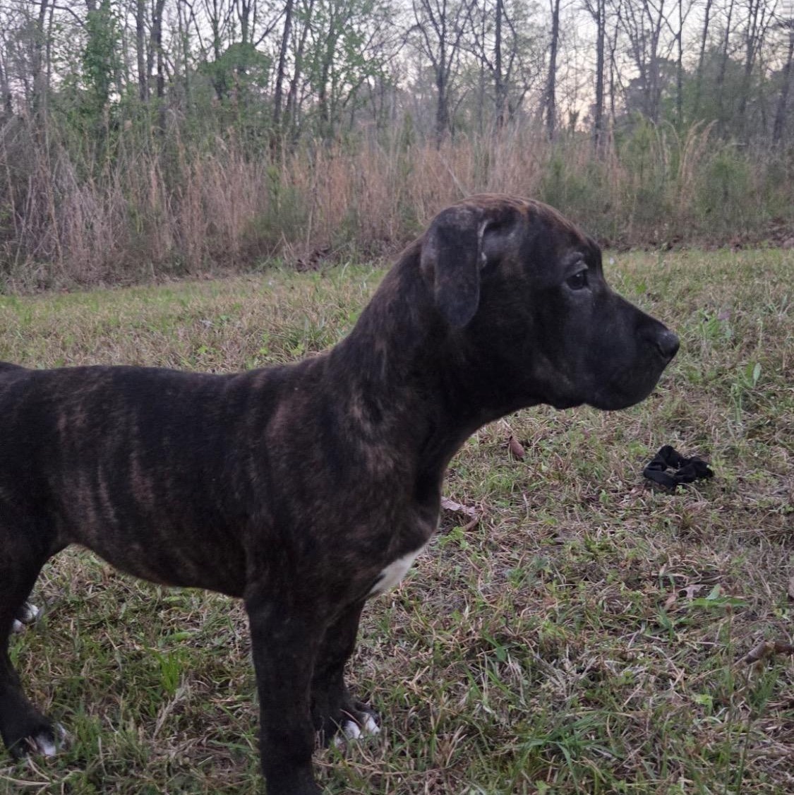 Enlarge Layla, a Adoptable mixed breed in Johnston, RI image 4/5