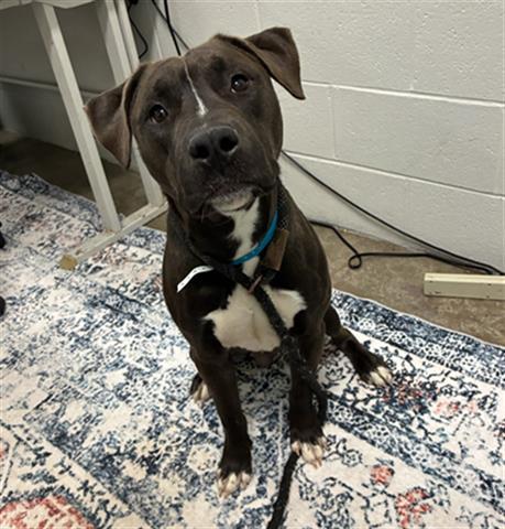 Enlarge LEGO, a Adoptable Pit Bull Terrier in Dayton, OH image 1/1