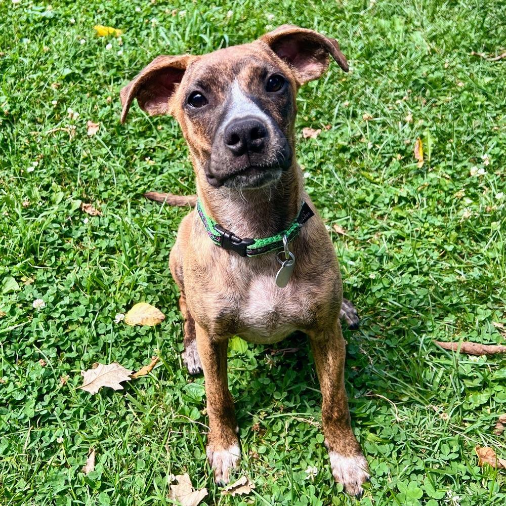 Liberty Belle, Adoptable, Puppy Female Boxer.