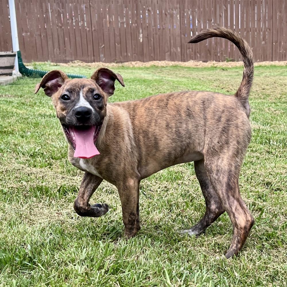 Liberty Belle, Adoptable, Puppy Female Mixed Breed.