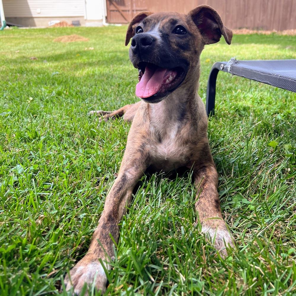 Liberty Belle, a Adoptable mixed breed in Reynoldsburg, OH image 2/6