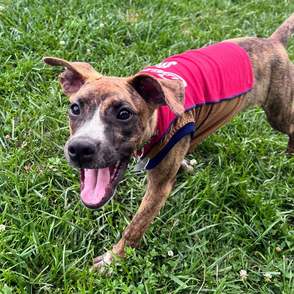 Liberty Belle, a Adoptable mixed breed in Reynoldsburg, OH image 2/6