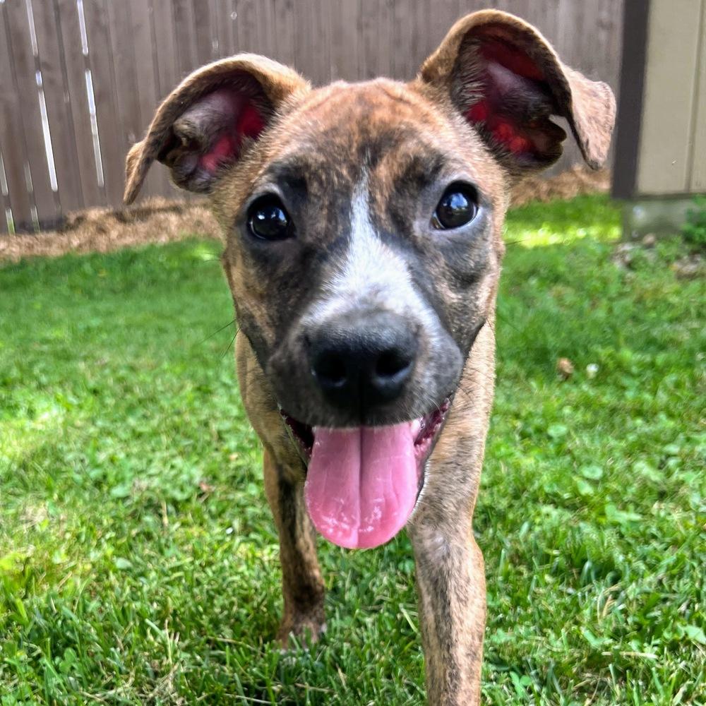Liberty Belle, a Adoptable mixed breed in Reynoldsburg, OH image 3/6