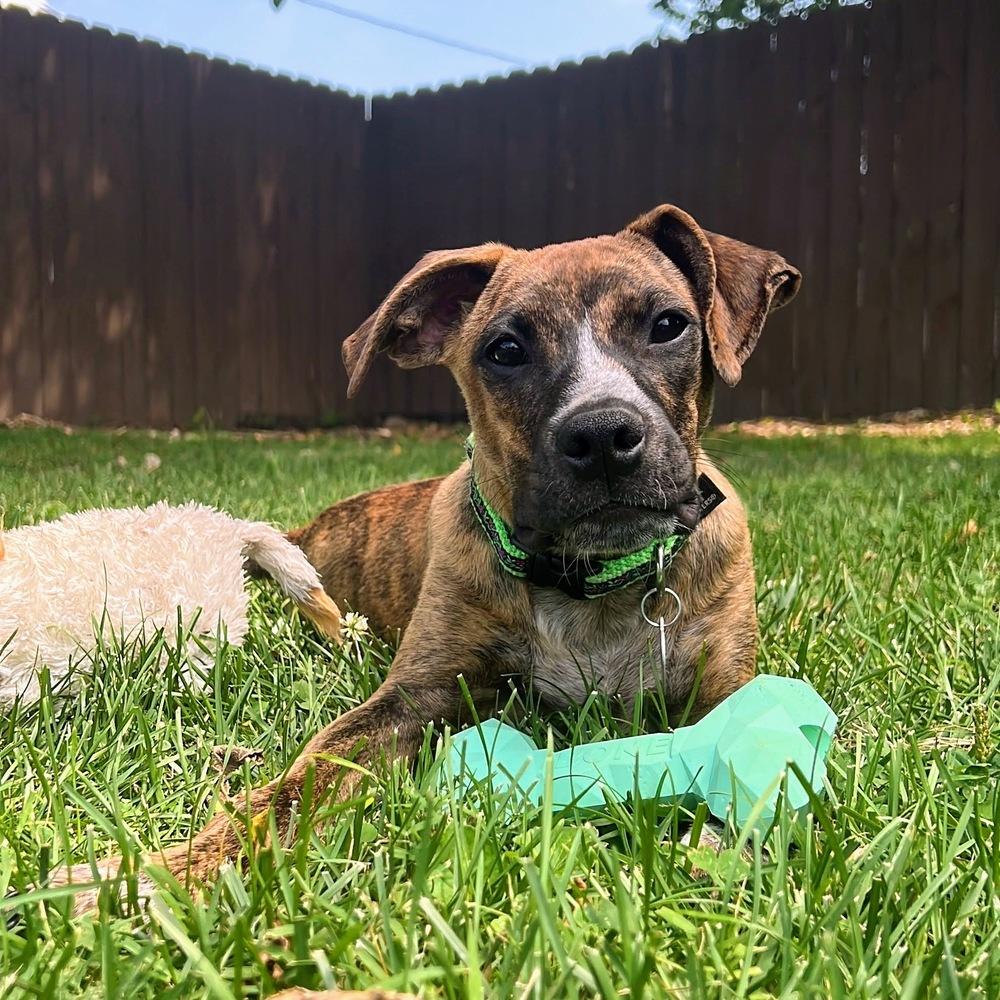 Liberty Belle, a Adoptable mixed breed in Reynoldsburg, OH image 3/6