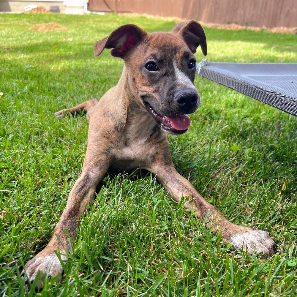 Liberty Belle, a Adoptable mixed breed in Reynoldsburg, OH image 4/6