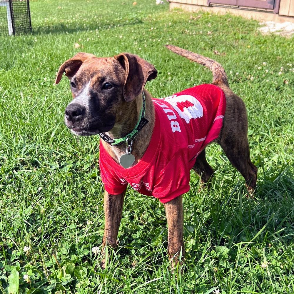 Liberty Belle, a Adoptable mixed breed in Reynoldsburg, OH image 4/6