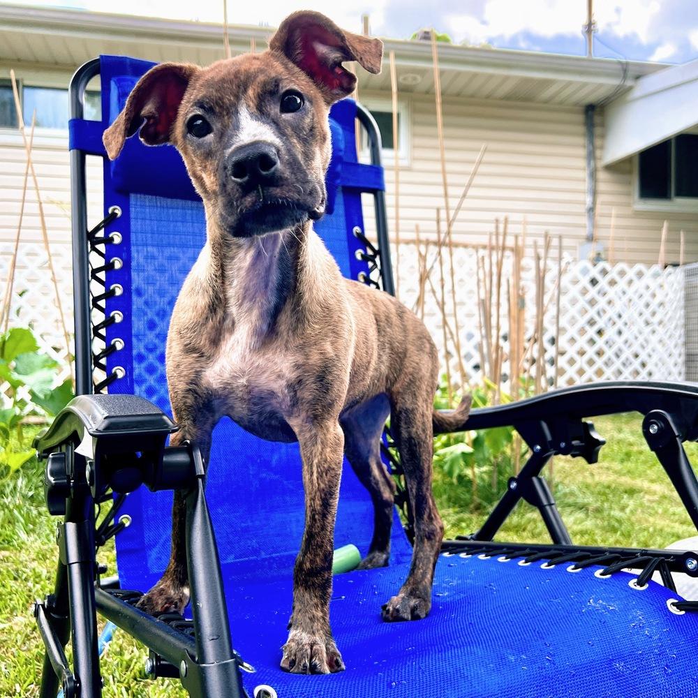 Liberty Belle, a Adoptable mixed breed in Reynoldsburg, OH image 5/6