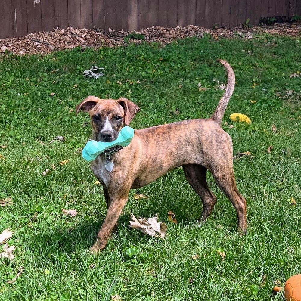 Liberty Belle, a Adoptable mixed breed in Reynoldsburg, OH image 5/6