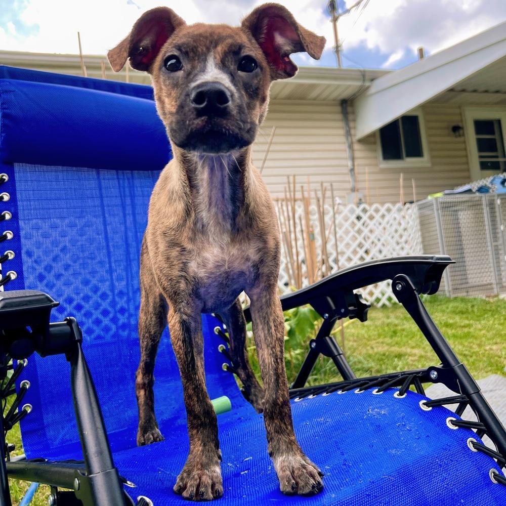 Liberty Belle, a Adoptable mixed breed in Reynoldsburg, OH image 6/6