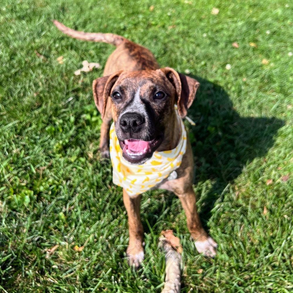 Liberty Belle, a Adoptable mixed breed in Reynoldsburg, OH image 6/6