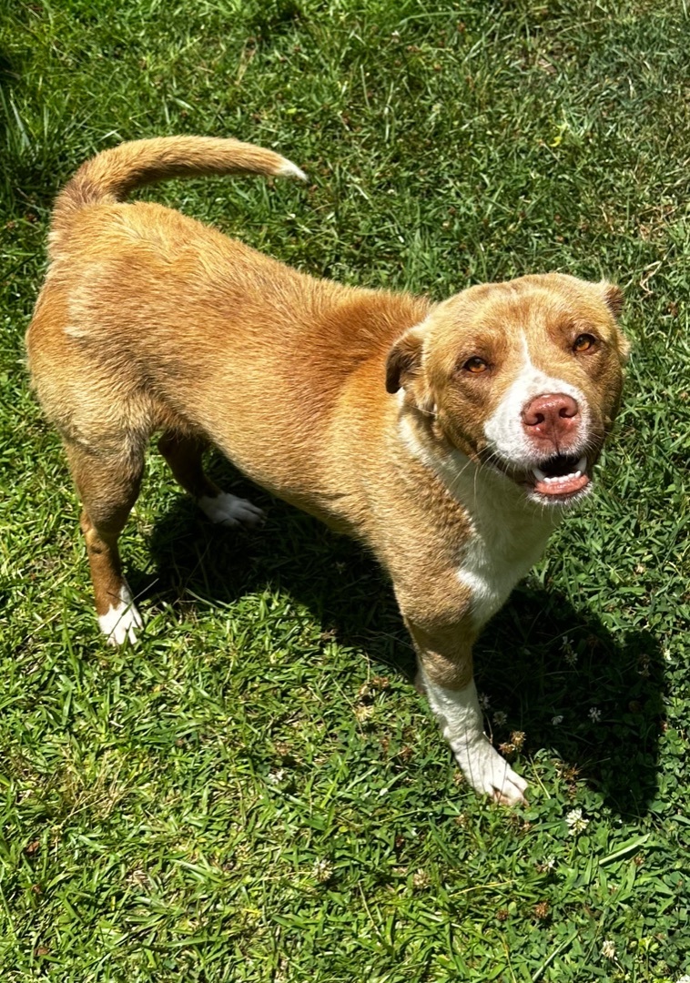 Lizzy, Adoptable, Young Female Border Collie & Australian Cattle Dog / Blue Heeler.