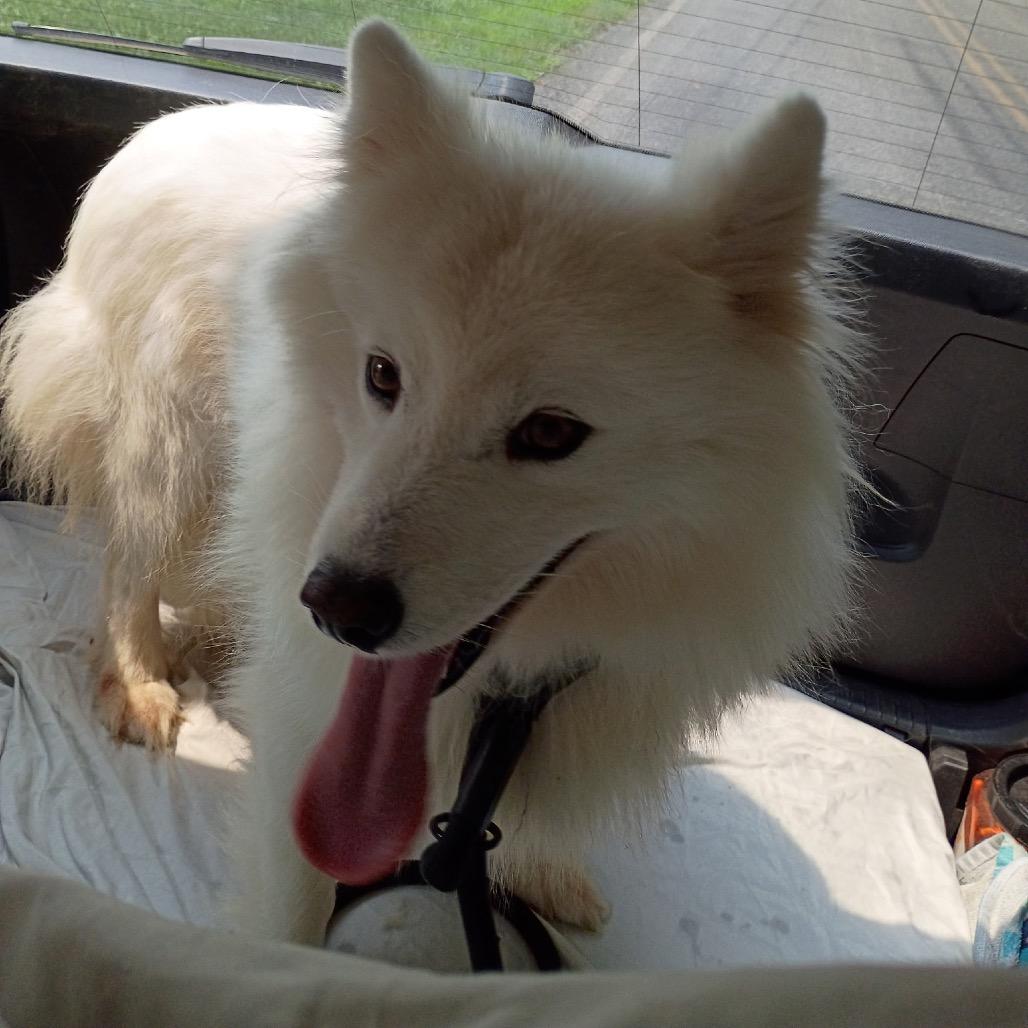 Noelle, Adoptable, Adult Female Samoyed.