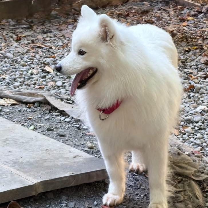 Enlarge Noelle, a Adoptable Samoyed in West Chester, PA image 2/4