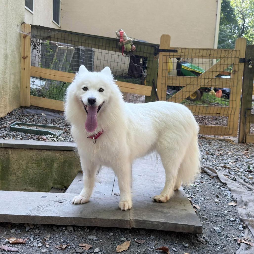 Enlarge Noelle, a Adoptable Samoyed in West Chester, PA image 3/4