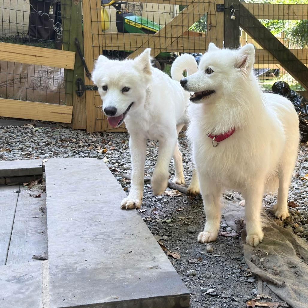 Enlarge Noelle, a Adoptable Samoyed in West Chester, PA image 4/4