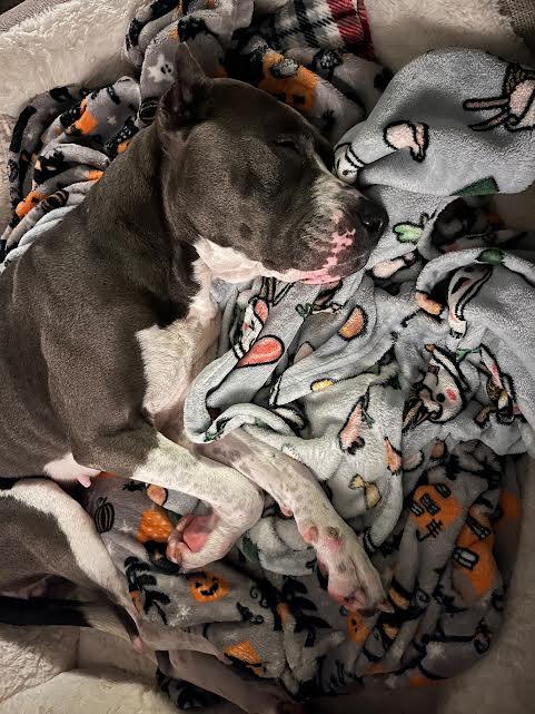 Enlarge Dooley (153051) (In a Foster Home), a Adoptable mixed breed in Baton Rouge, LA image 3/6