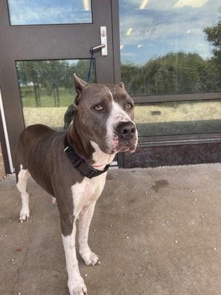 Enlarge Dooley (153051) (In a Foster Home), a Adoptable mixed breed in Baton Rouge, LA image 6/6