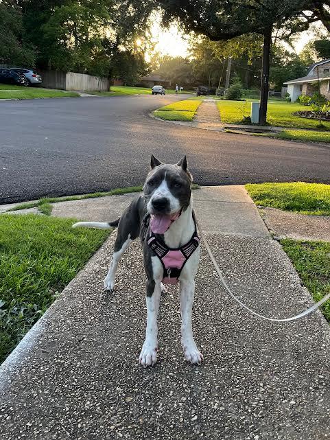 Enlarge Dooley (153051) (In a Foster Home), a Adoptable mixed breed in Baton Rouge, LA image 2/6
